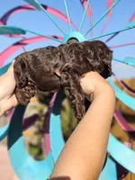 Jetty, a female Cockapoo for sale in Indiahoma, OK – 4 of 5