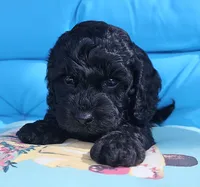 Storm, a male Cockapoo for sale in Indiahoma, OK – 4 of 10