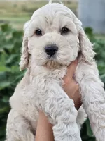Reel, a male Cockapoo for sale in Indiahoma, OK – 9 of 9