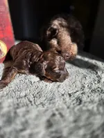 Woody, a female Cockapoo for sale in Indiahoma, OK – 3 of 3