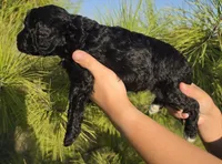 Tink, a female Cockapoo for sale in Indiahoma, OK – 4 of 8
