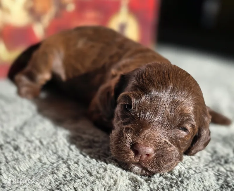 Elsa – Cockapoo puppy for sale in Indiahoma, OK