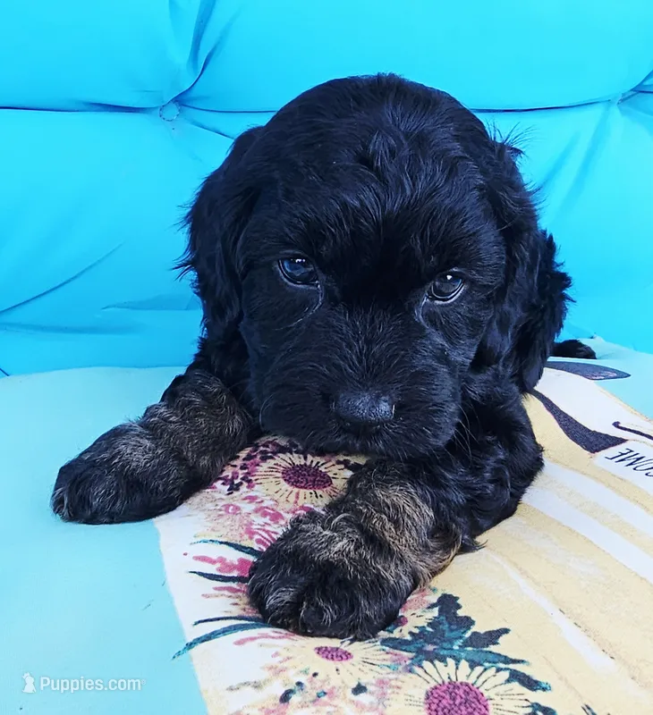 Coral – Cockapoo puppy for sale in Indiahoma, OK