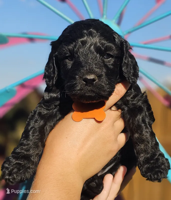 Anchor – Cockapoo puppy for sale in Indiahoma, OK