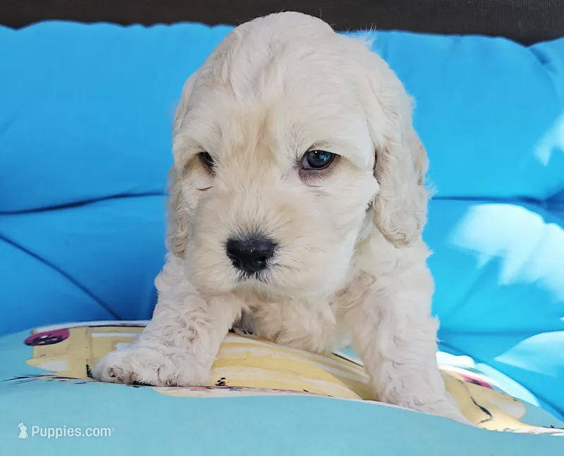 Reel – Cockapoo puppy for sale in Indiahoma, OK