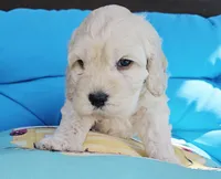 Reel, a male Cockapoo for sale in Indiahoma, OK – 2 of 9