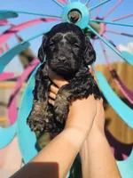 Coral, a female Cockapoo for sale in Indiahoma, OK – 3 of 3
