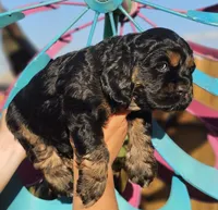 Finn, a male Cockapoo for sale in Indiahoma, OK – 2 of 3