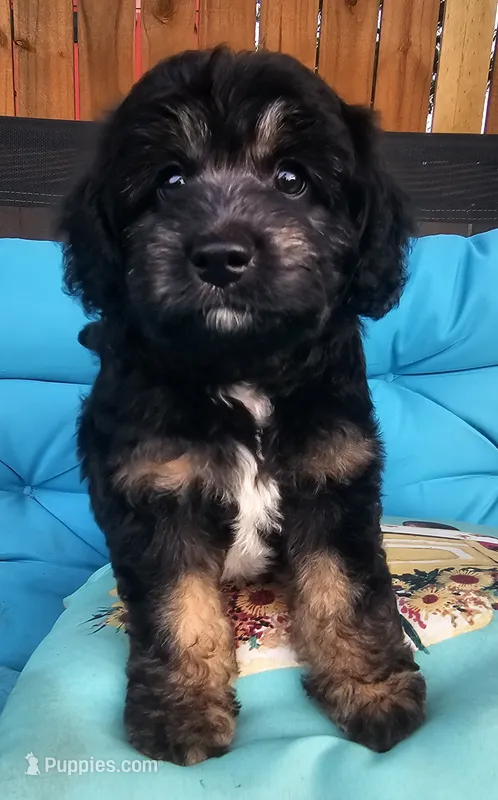 Cricket – Miniature Aussiedoodle puppy for sale in Indiahoma, OK