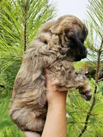 Ladybug , a female Miniature Aussiedoodle for sale in Indiahoma, OK – 2 of 3
