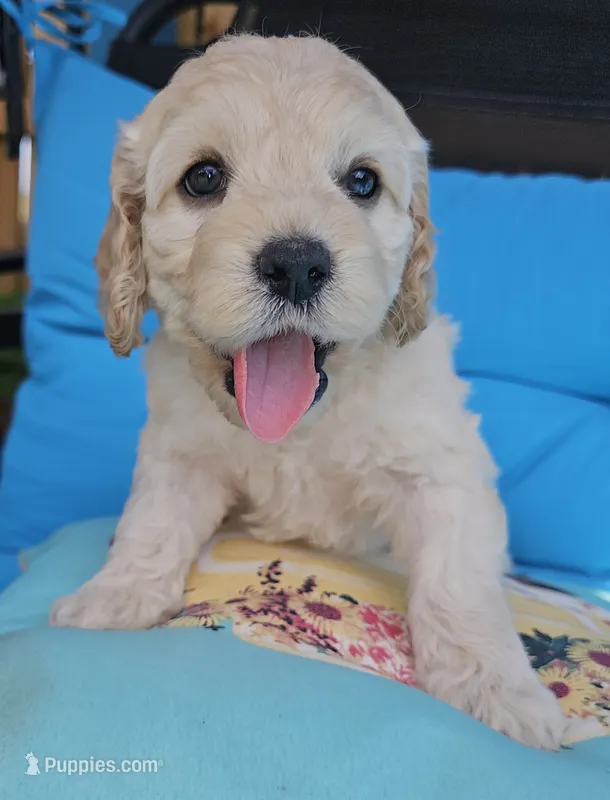 Fin – Cockapoo puppy for sale in Indiahoma, OK
