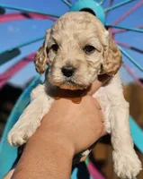 Fin, a male Cockapoo for sale in Indiahoma, OK – 2 of 4