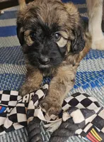 Junebug, a female Miniature Aussiedoodle for sale in Indiahoma, OK – 2 of 3