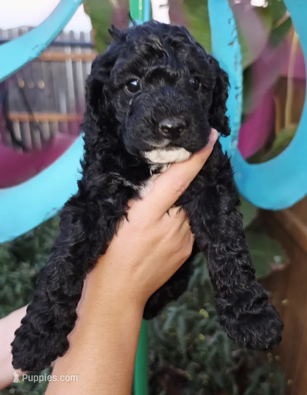 Tink – Cockapoo puppy for sale in Indiahoma, OK
