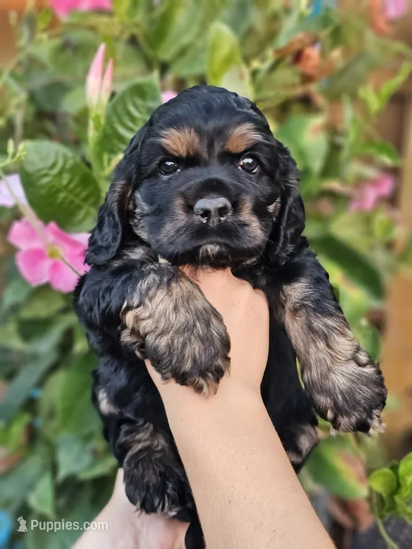 Sunny – Cocker Spaniel puppy for sale in Indiahoma, OK