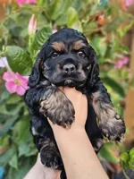 Sunny, a male Cocker Spaniel for sale in Indiahoma, OK – 1 of 2