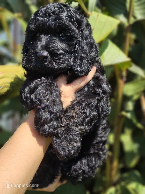 Anchor – Cockapoo puppy for sale in Indiahoma, OK