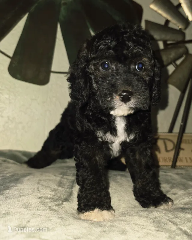 Olaf – Cockapoo puppy for sale in Indiahoma, OK