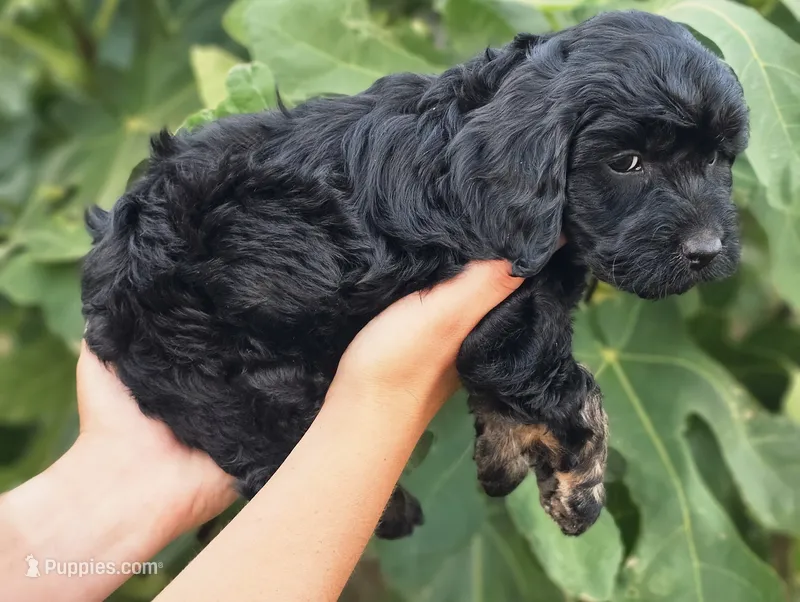 Coral – Cockapoo puppy for sale in Indiahoma, OK