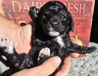 Tink, a female Cockapoo for sale in Indiahoma, OK – 2 of 3