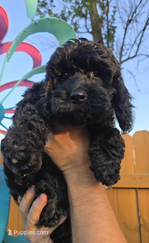 Storm – Cockapoo puppy for sale in Indiahoma, OK