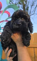 Storm, a male Cockapoo for sale in Indiahoma, OK – 1 of 10