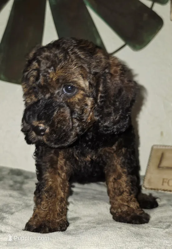 Moana – Cockapoo puppy for sale in Indiahoma, OK