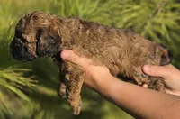 Lilo, a female Cockapoo for sale in Indiahoma, OK – 4 of 9