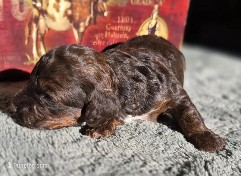 Woody – Cockapoo puppy for sale in Indiahoma, OK
