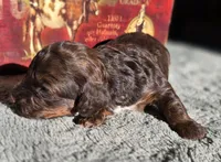 Woody, a female Cockapoo for sale in Indiahoma, OK – 1 of 3