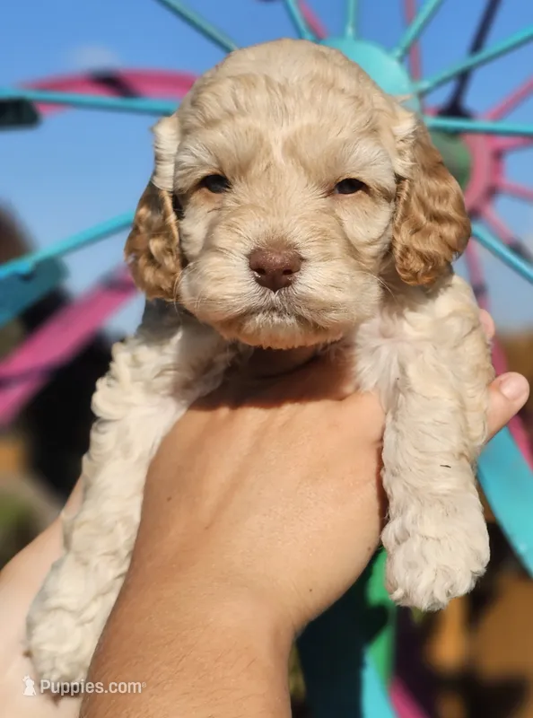 Windy – Cockapoo puppy for sale in Indiahoma, OK