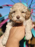 Windy, a female Cockapoo for sale in Indiahoma, OK – 1 of 4