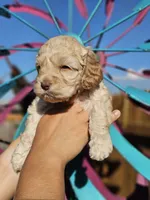Windy, a female Cockapoo for sale in Indiahoma, OK – 4 of 4