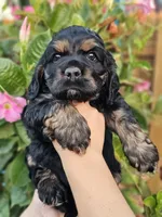 Sunny, a male Cocker Spaniel for sale in Indiahoma, OK – 2 of 2