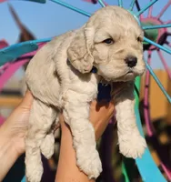 Reel, a male Cockapoo for sale in Indiahoma, OK – 2 of 3