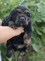 Sunny, a male Cocker Spaniel for sale in Indiahoma, OK – 5 of 7