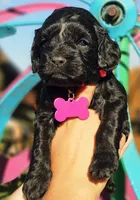 Marina, a female Cockapoo for sale in Indiahoma, OK – 2 of 3