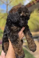 Anna, a female Cockapoo for sale in Indiahoma, OK – 3 of 5