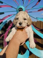 Fin, a male Cockapoo for sale in Indiahoma, OK – 4 of 4