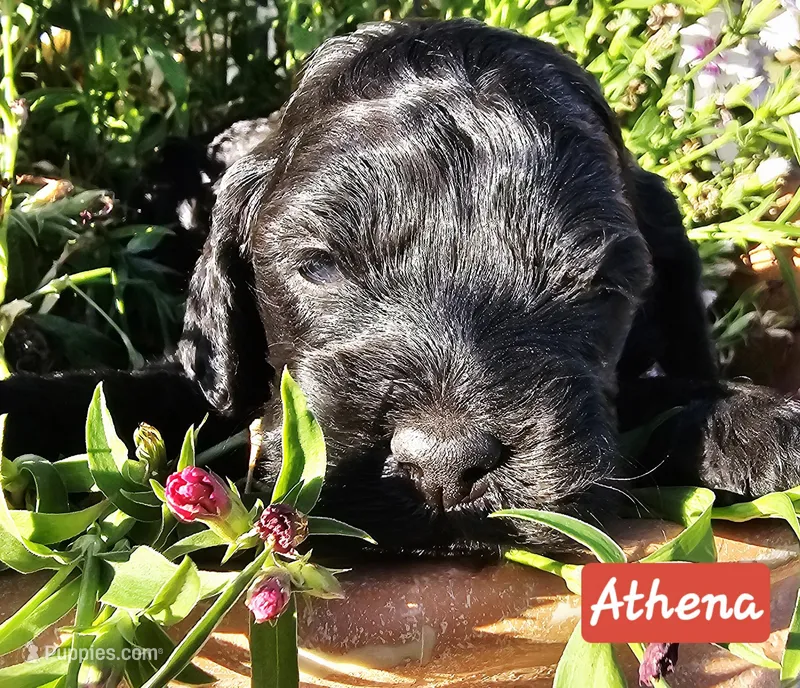 Athena – Cockapoo puppy for sale in Indiahoma, OK