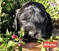 Athena, a female Cockapoo for sale in Indiahoma, OK – 6 of 6