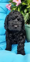 Athena, a female Cockapoo for sale in Indiahoma, OK – 2 of 6