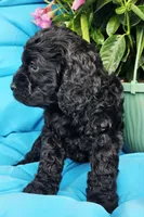 Athena, a female Cockapoo for sale in Indiahoma, OK – 3 of 6