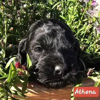 Athena, a female Cockapoo for sale in Indiahoma, OK – 5 of 6