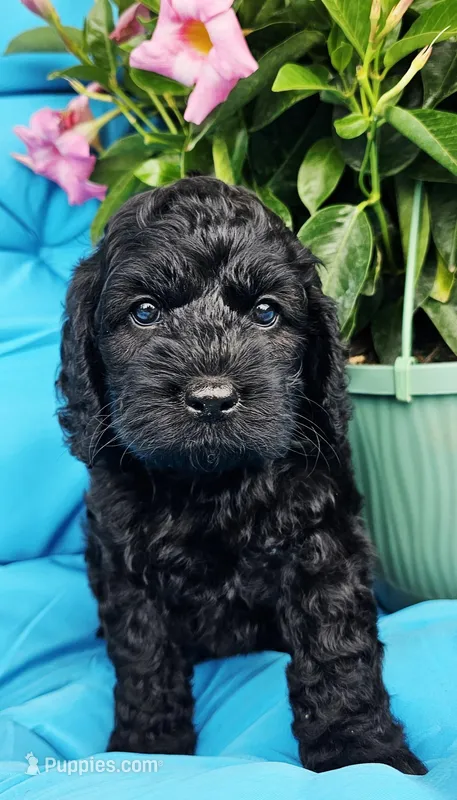 Athena – Cockapoo puppy for sale in Indiahoma, OK
