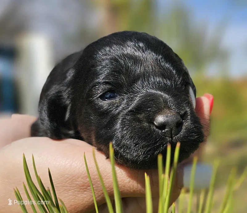 Athena – Cockapoo puppy for sale in Indiahoma, OK