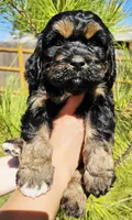 Little Bow Wow, a male Cockapoo for sale in Indiahoma, OK – 8 of 10
