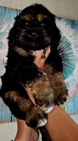 Little Bow Wow, a male Cockapoo for sale in Indiahoma, OK – 4 of 10