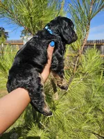 Little Bow Wow, a male Cockapoo for sale in Indiahoma, OK – 9 of 10