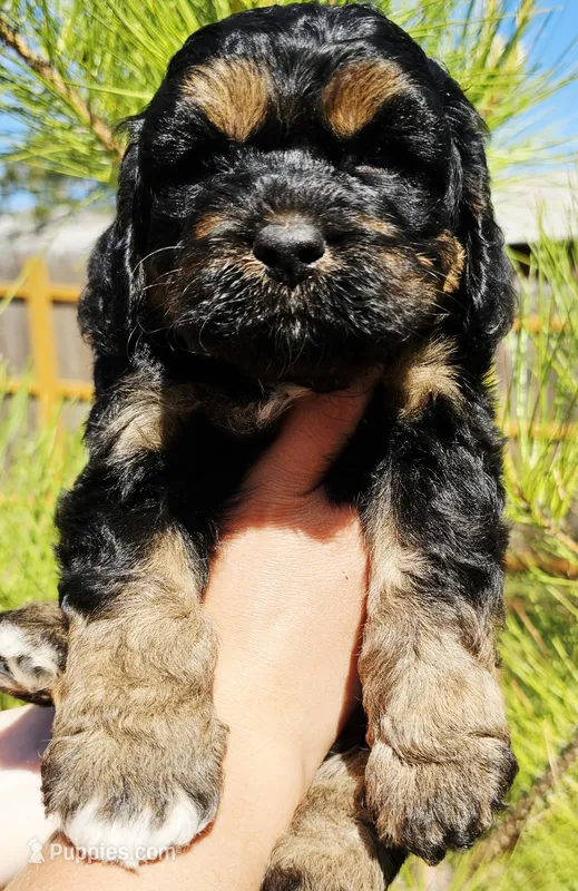 Little Bow Wow – Cockapoo puppy for sale in Indiahoma, OK